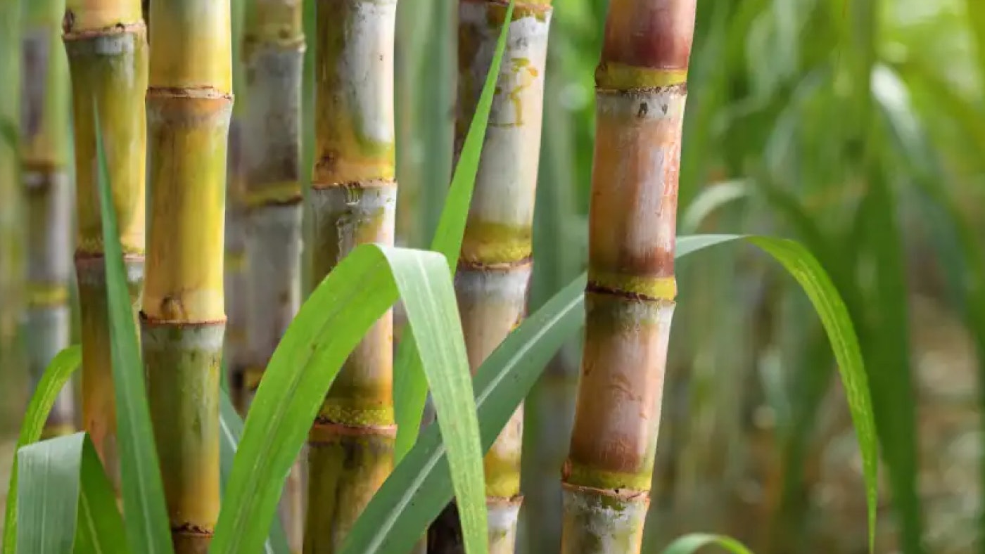 De foto toont rietsuikerstengels die worden gebruikt om verpakking mee te maken.