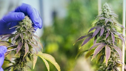 Optimale Lagerung & sicherer Transport von Cannabis