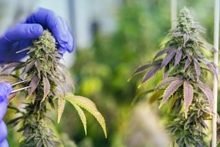 Cannabisanbau Cannabisanbau