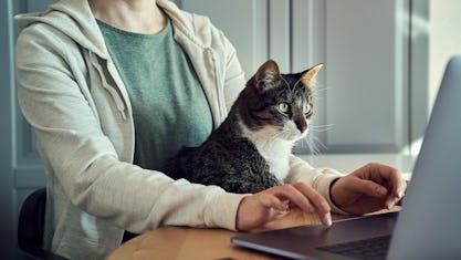 Trends in der deutschen Heimtierbedarfs-Branche