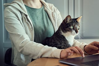 Frau mit Katze vor einem Laptop