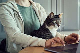 Frau mit Katze vor einem Laptop