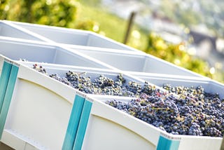 Schwerlastbehälter SL bei der Weinlese Buchenländerhof