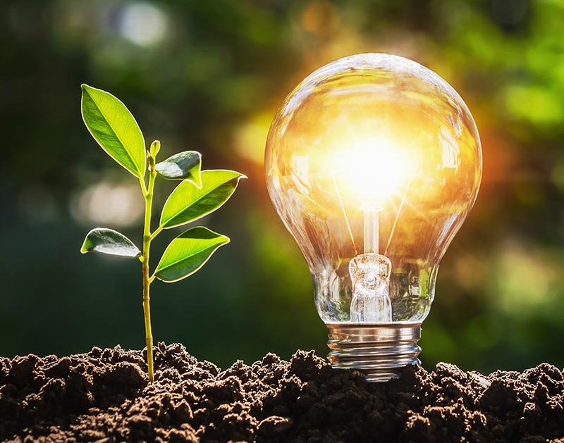 Bild zum Thema Nachhaltigkeit. Eine Pflanze und eine Glühbirne stecken in der Erde.