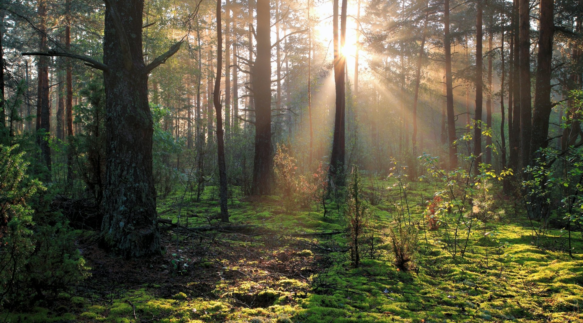 Bild in einen Wald und gegen die Sonne. Zum Thema Nachhaltigkeit.