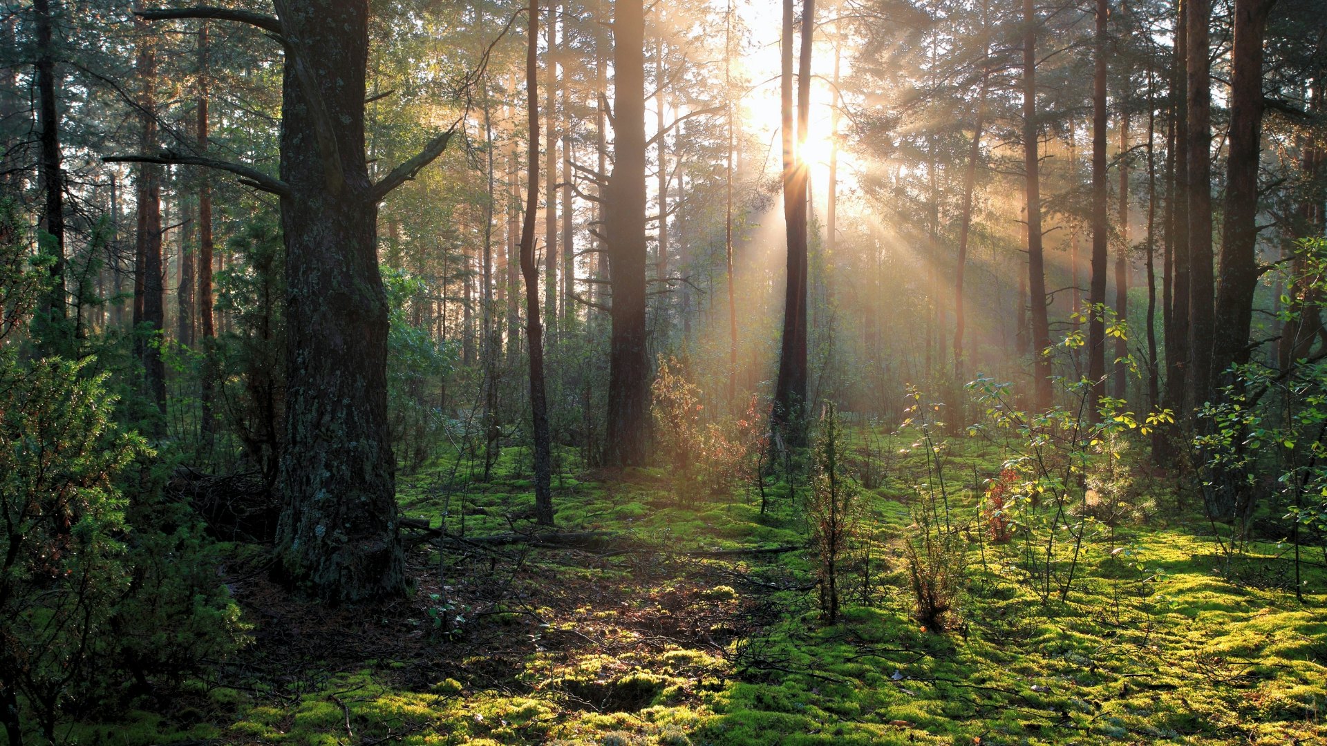 Bild in einen Wald und gegen die Sonne. Zum Thema Nachhaltigkeit.